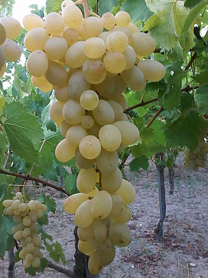 12112218 968738309849192 415519439731937117 n