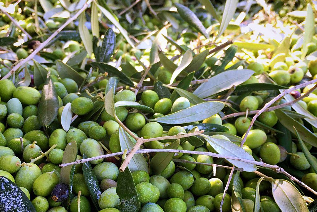 campagna olearia 2017