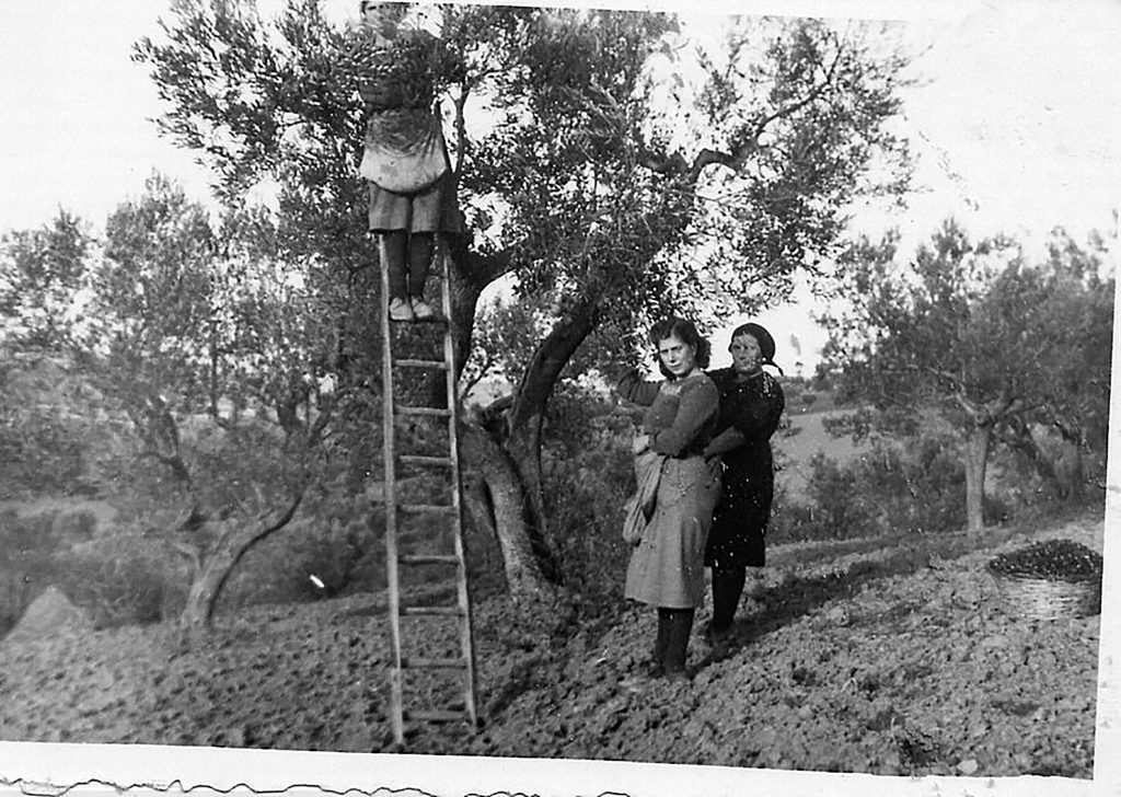 raccolta olive 1
