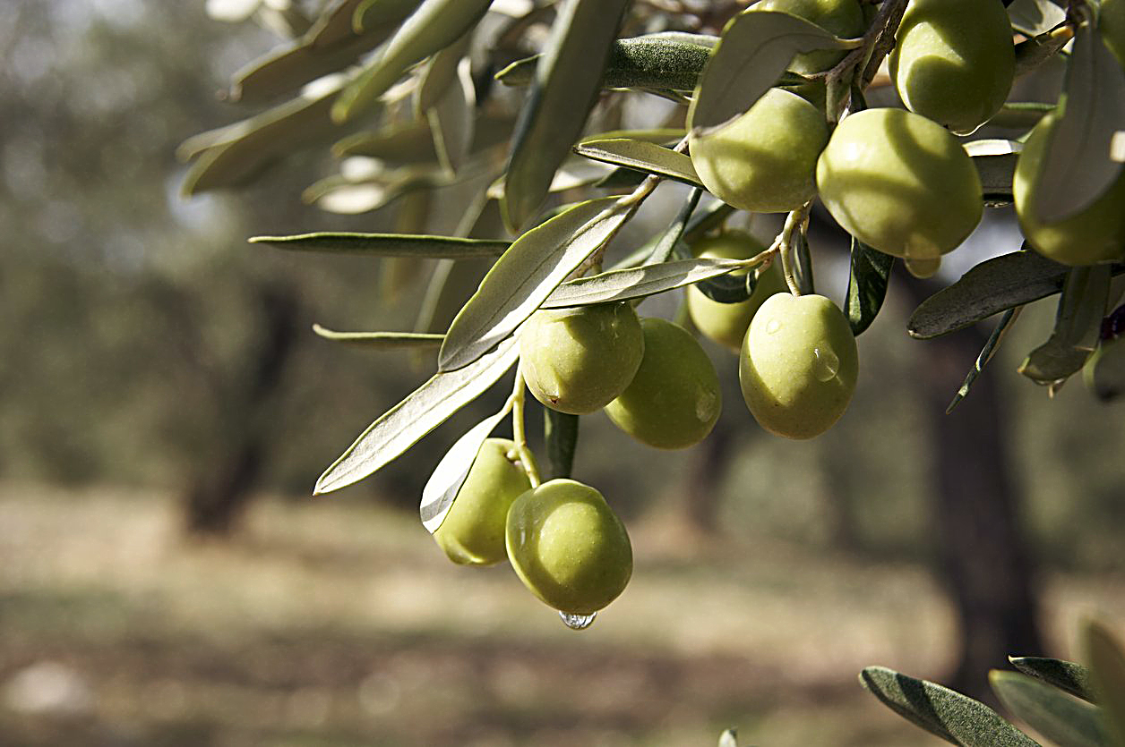 round green olives attached to the tree